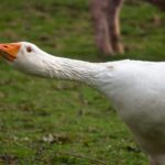 Le lamentele uccidono le soluzioni